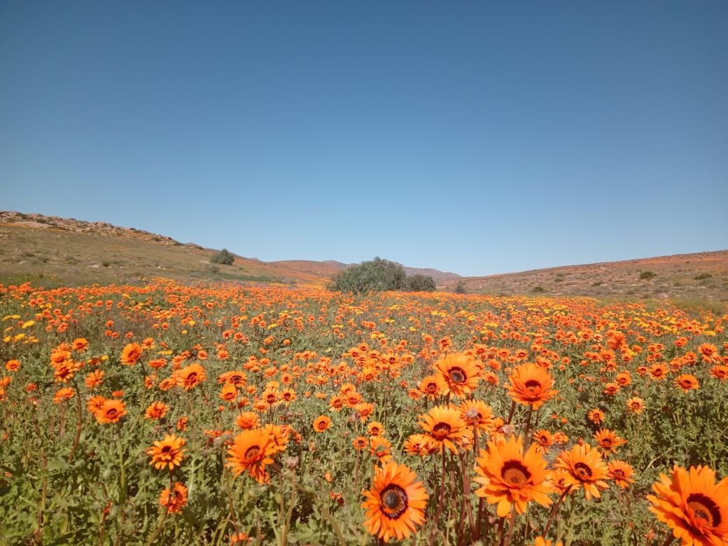 Namaqua National Park Welcomes Early Flower Blooming Season